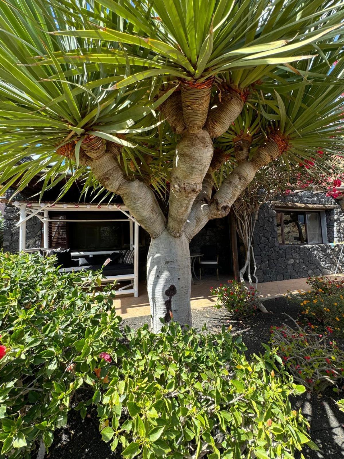 Castillo Lanzarote Villa Bailey - Luxury Villa - Pet Friendly With Heated Pool La Asomada  Exterior photo
